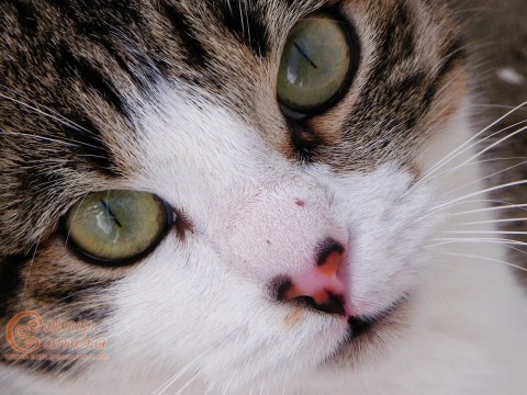 tabby cat white nose