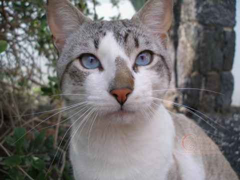 tabby cat white cold