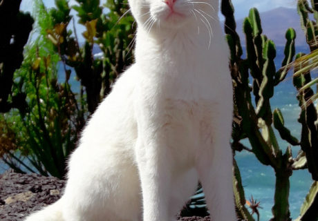 White Cat