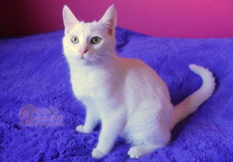 White Cat