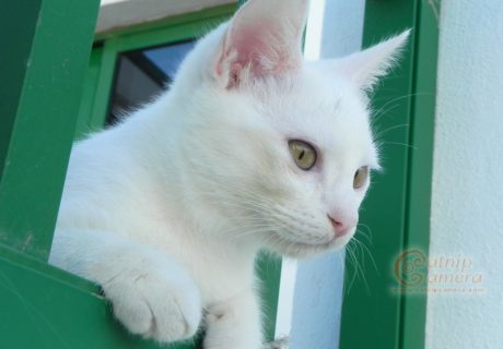 White Cat