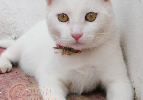 White Cat