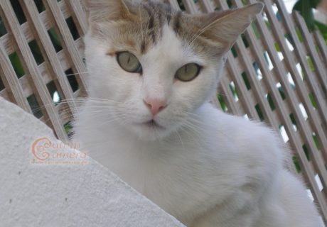 White Tabby Cat