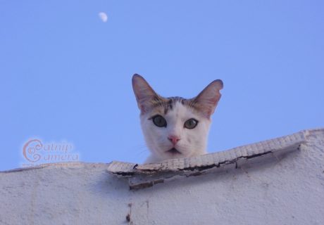 White Tabby Cat