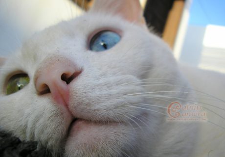 White Cat with odd eyes